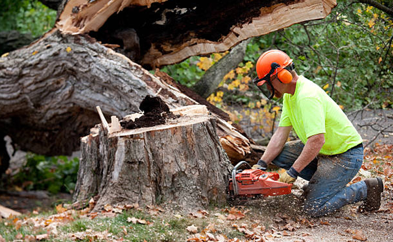 Tree Trimming & Removal