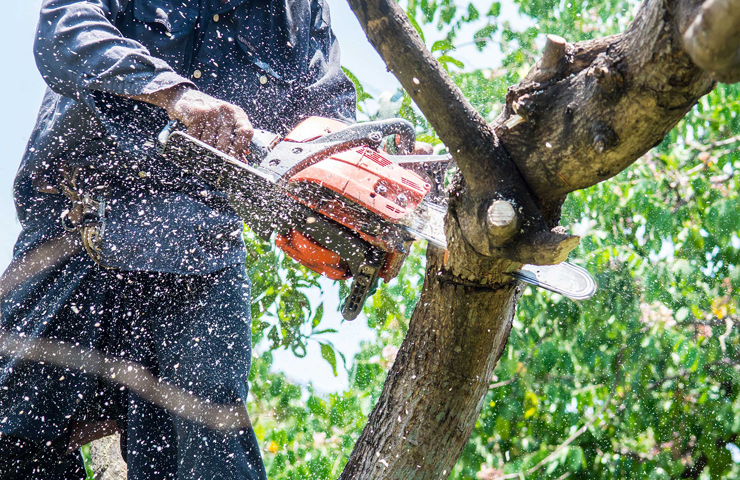 Tree Removal