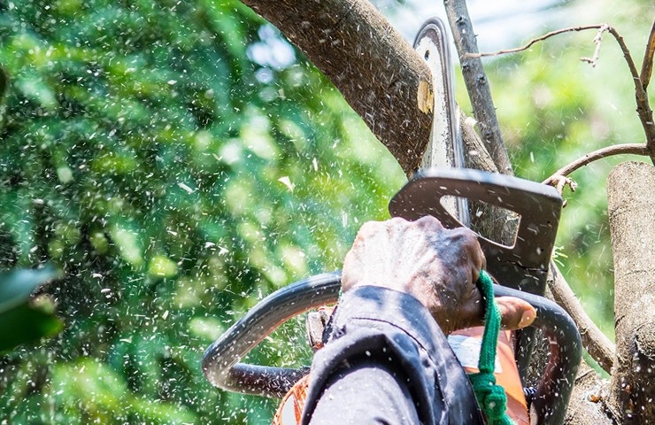 Tree Trimming